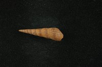 藏品(網蜷)的圖片